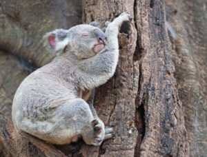 Koala (Phascolarctos Cinereous) resting on a tree, Brisbane, Queensland, Australia Koala (Phascolarctos Cinereous) resting on a tree, Brisbane, Queensland, Australia